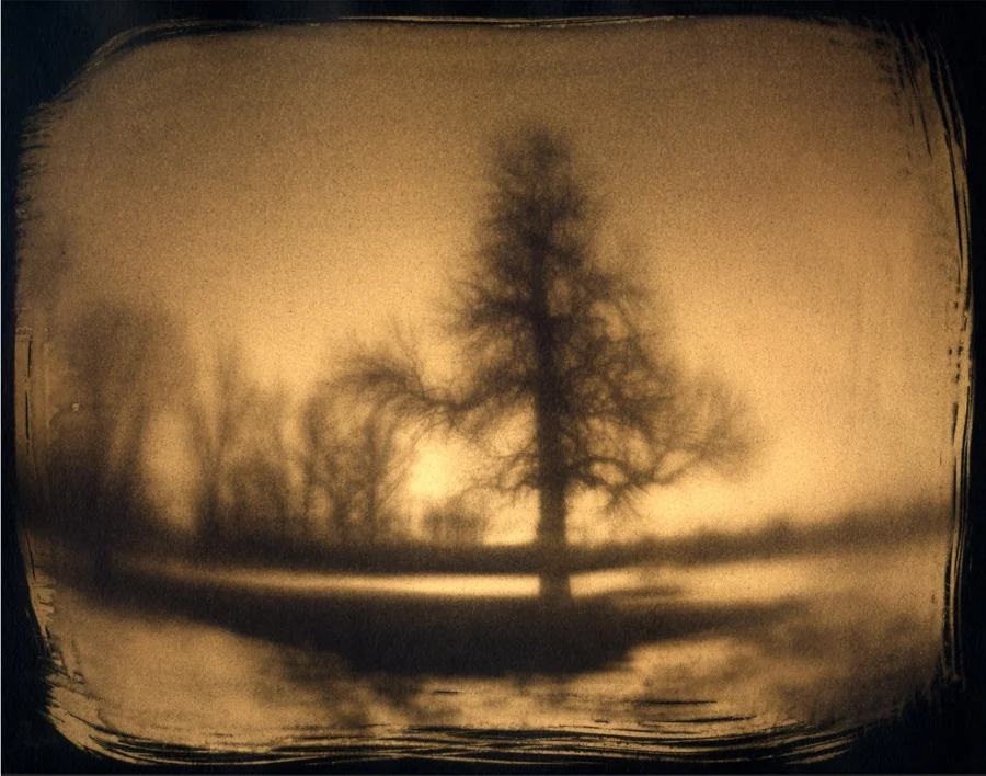 Ash Tree, No. 3