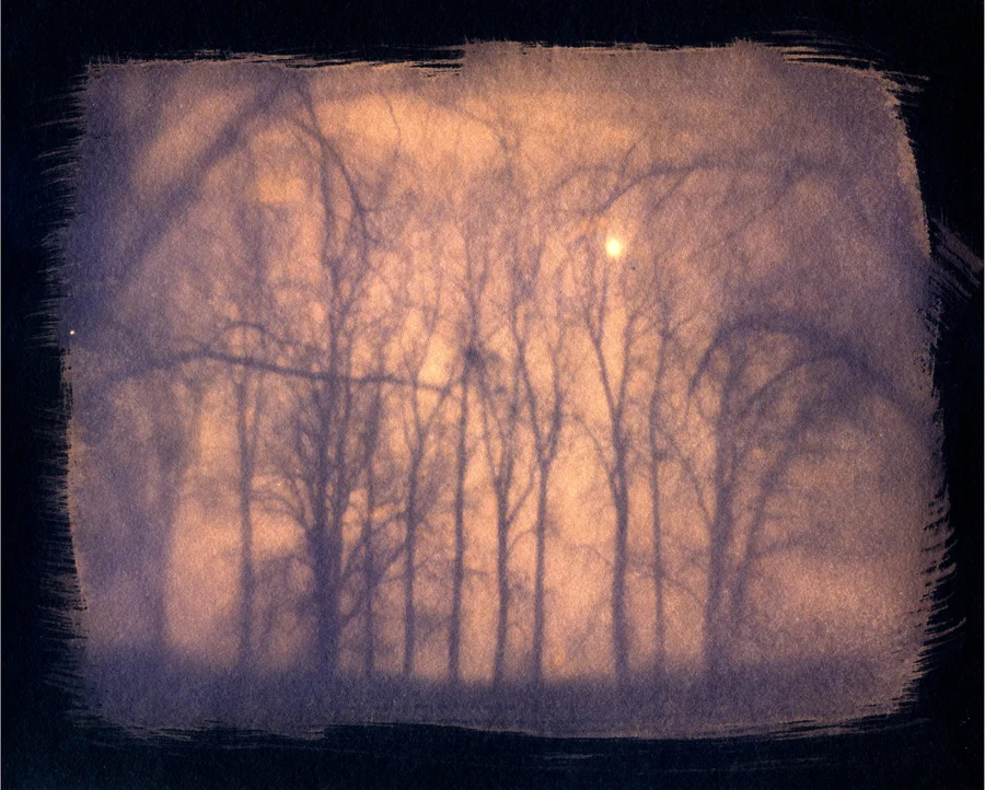 Trees and Sun