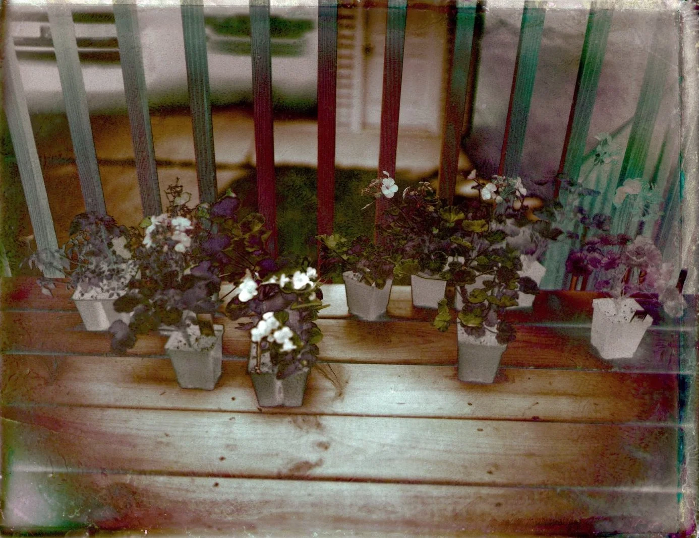 Geranium