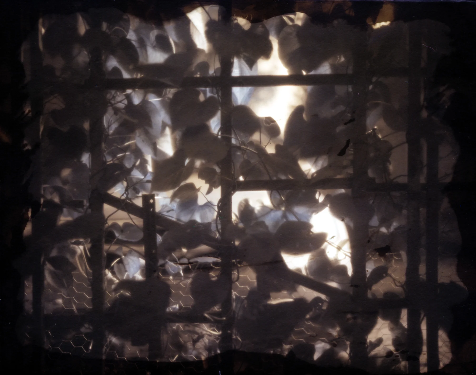 Morning Glory: Evening