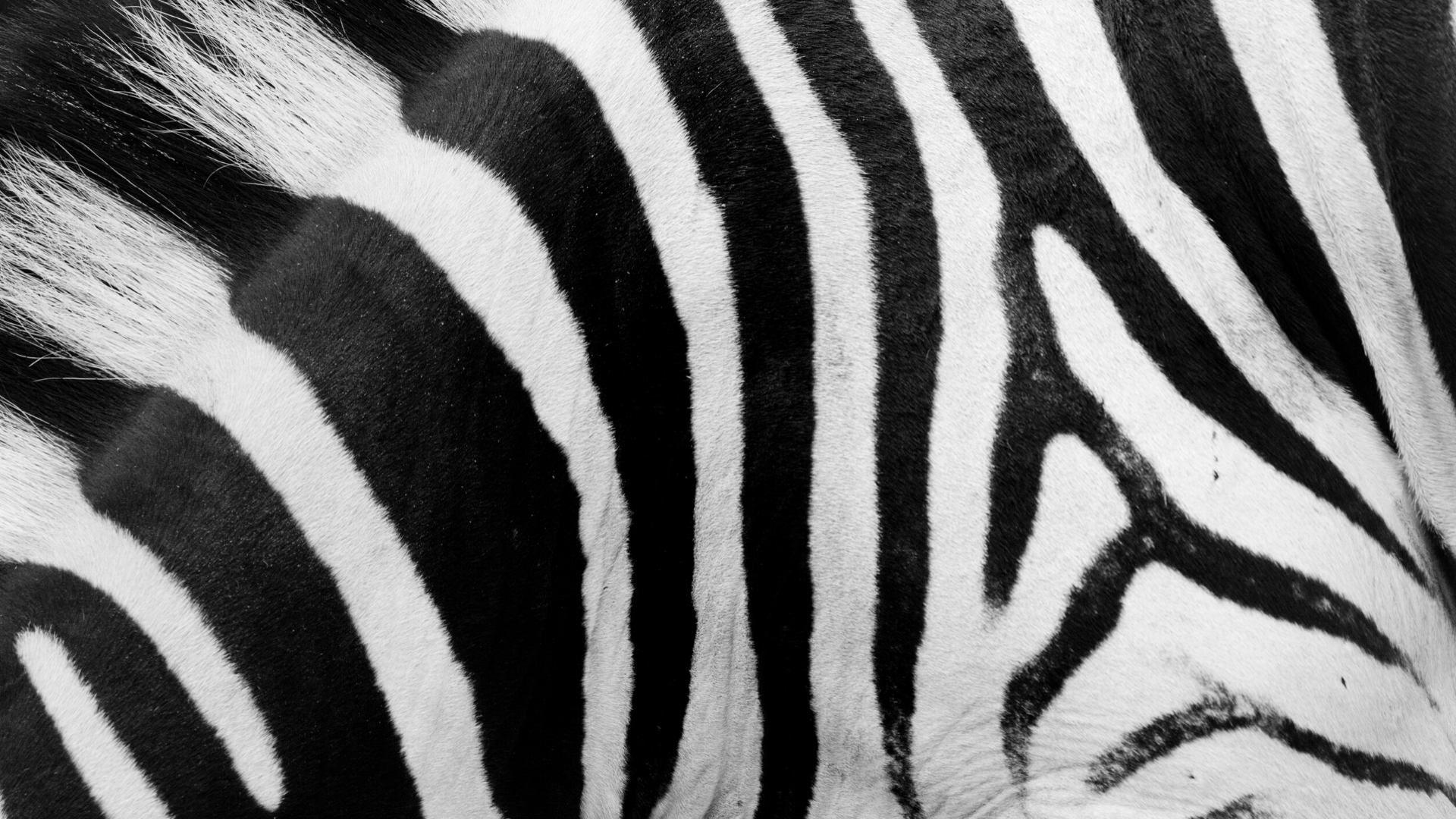 Zebra.JPG
