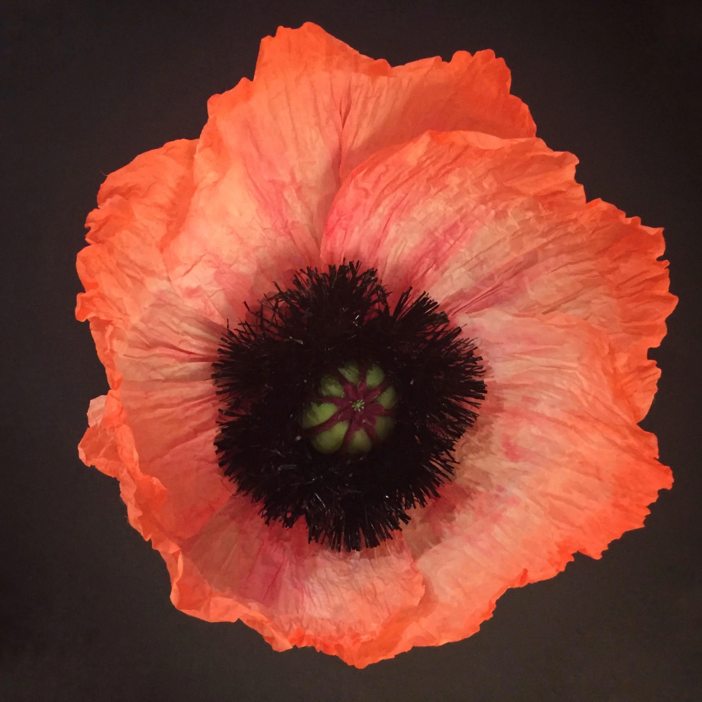 Oriental Poppy.jpg