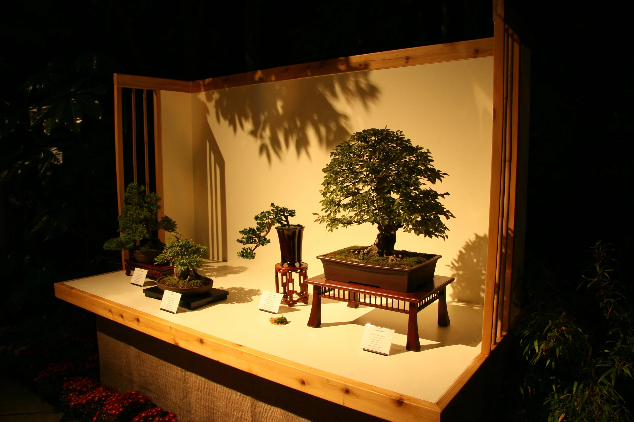 Kiku 5.jpg