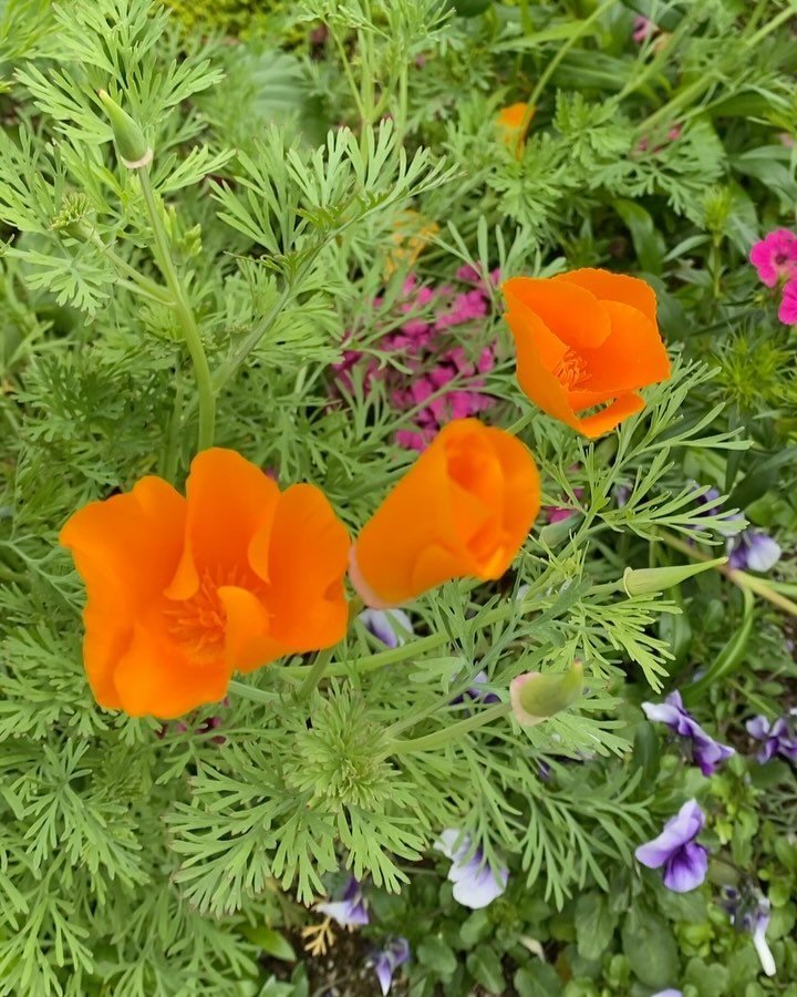 Hello spring!!! My garden brings me joy. I planted these poppies from seed last October, and the other flowers I picked up at the garden store. It's been a fun side hobby to &quot;tend to my garden&quot; as a metaphor of tending to myself. Loving eac