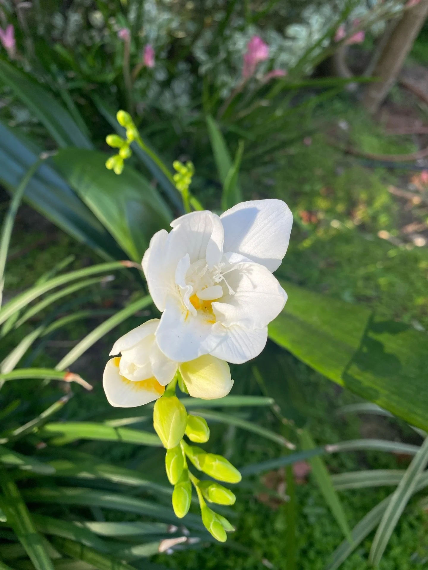 🌷 Life's little moments 🌷 

Things that bring me joy: 

1. Harley
2. Reading 
3. Pottery 
4. Farmers market 
5. Experimenting with ceramics - trying new things! 
6. The beach with Harly
7. Taking myself out to eat 1x/week
8. Pretty flowers