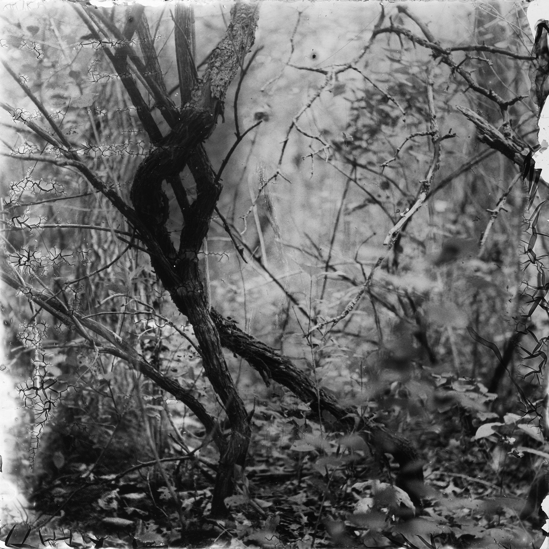 ROLL74_FR012_8x8.jpg