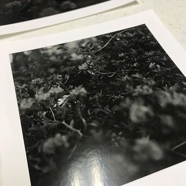 Detail Image Print Sample (Above) Framed print samples coming soon.