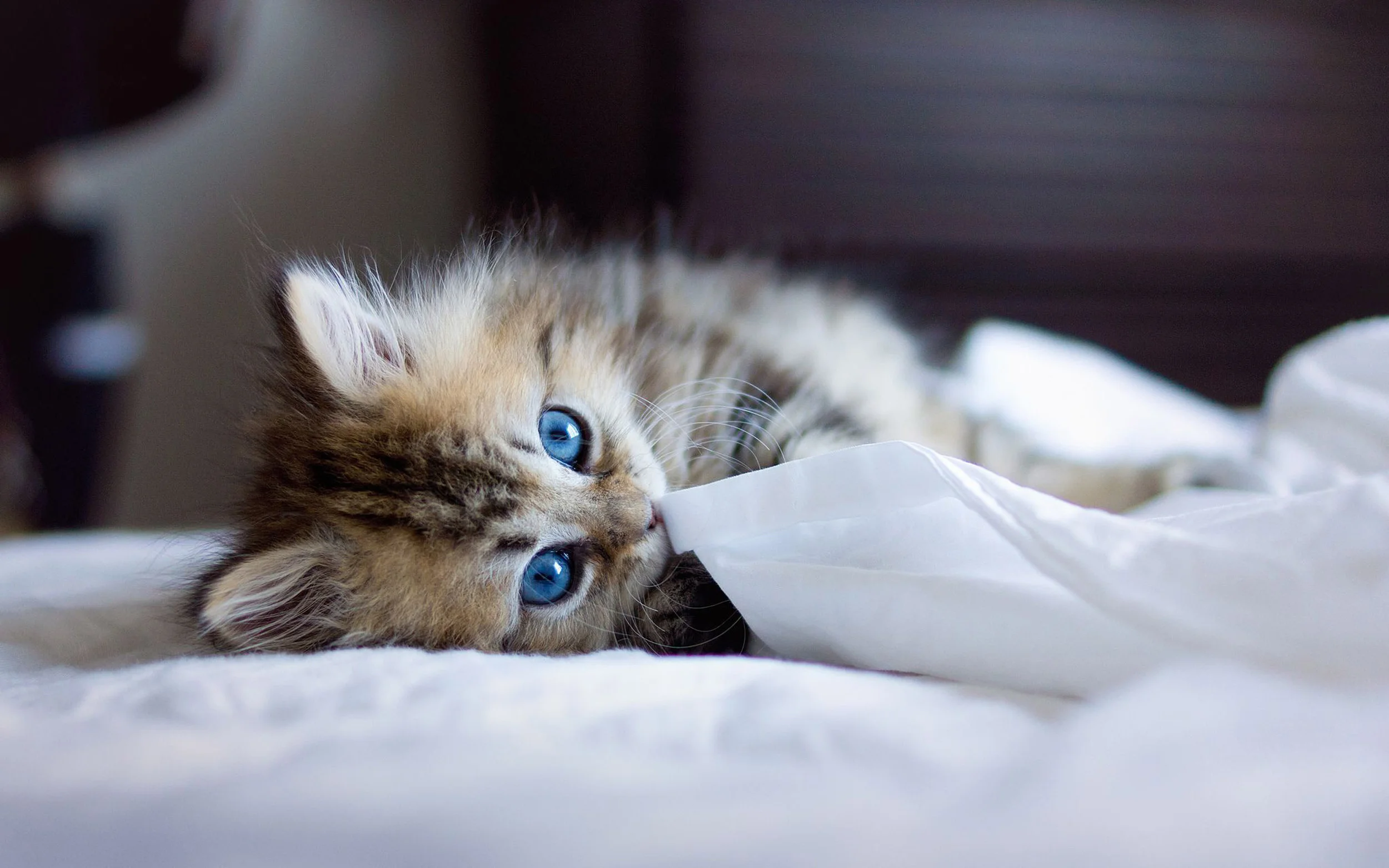 Please do not interpret this as an anti-puppy statement. I just happen to be a cat person.