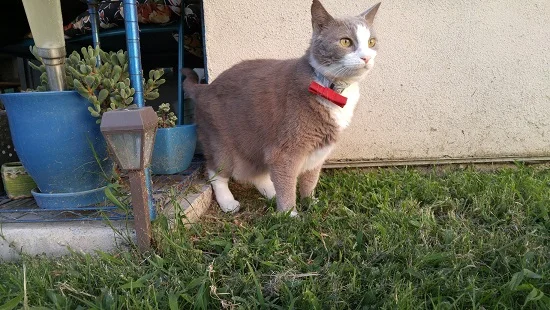 Fashionable bow tie from Oskar and Klaus