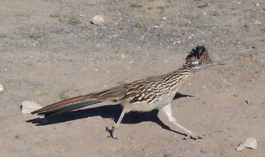 I will probably never again get a shot of a roadrunner which so closely approaches the platonic ideal.