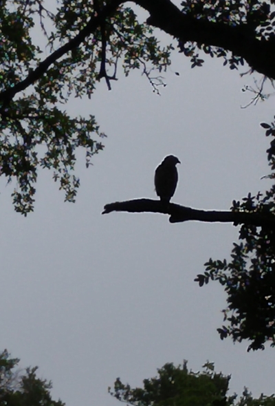 Pictured: Some kind of hawk