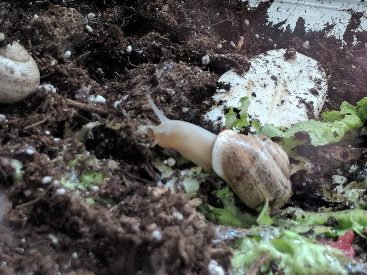 snail.jpg