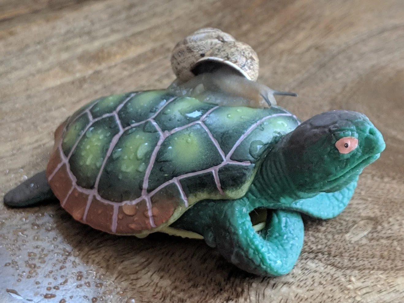 Here is one of our beautiful snails on the back of a very grumpy sea turtle.