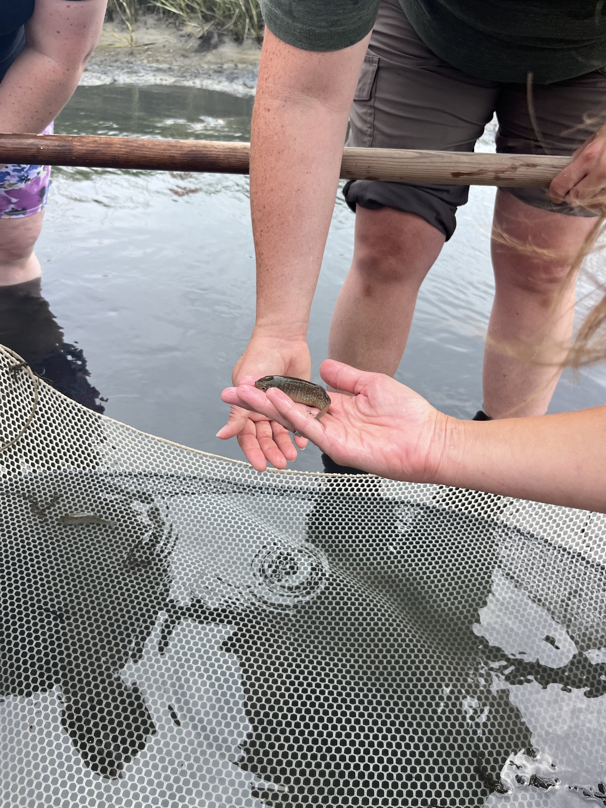 Chincoteague Bay Field Station hands on learning