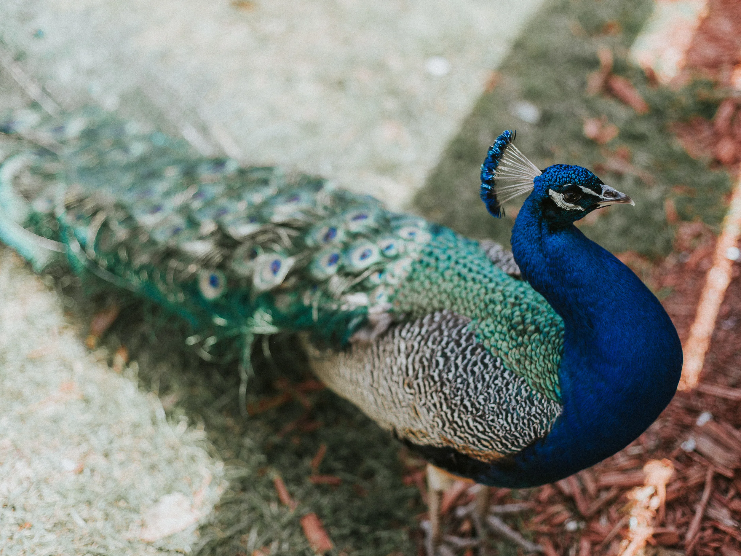 Aloha Zoo in Cameron, NC // www.kristalajara.com