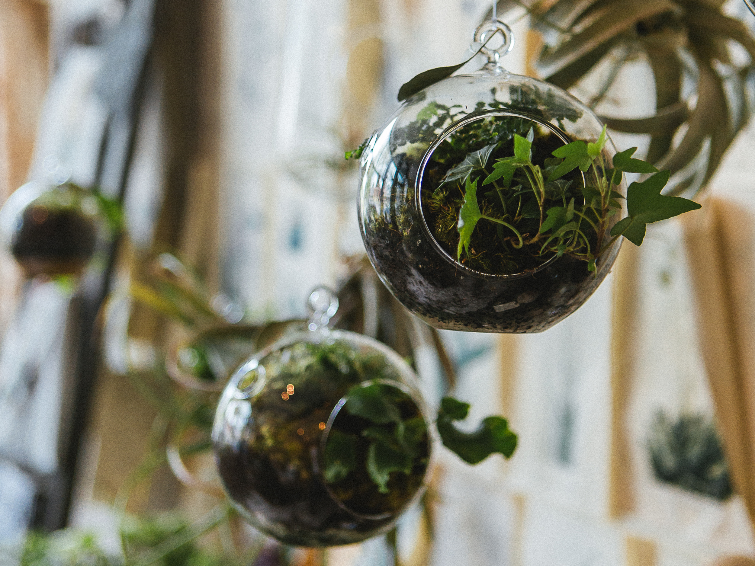 Flora: Asheville // www.kristalajara.com