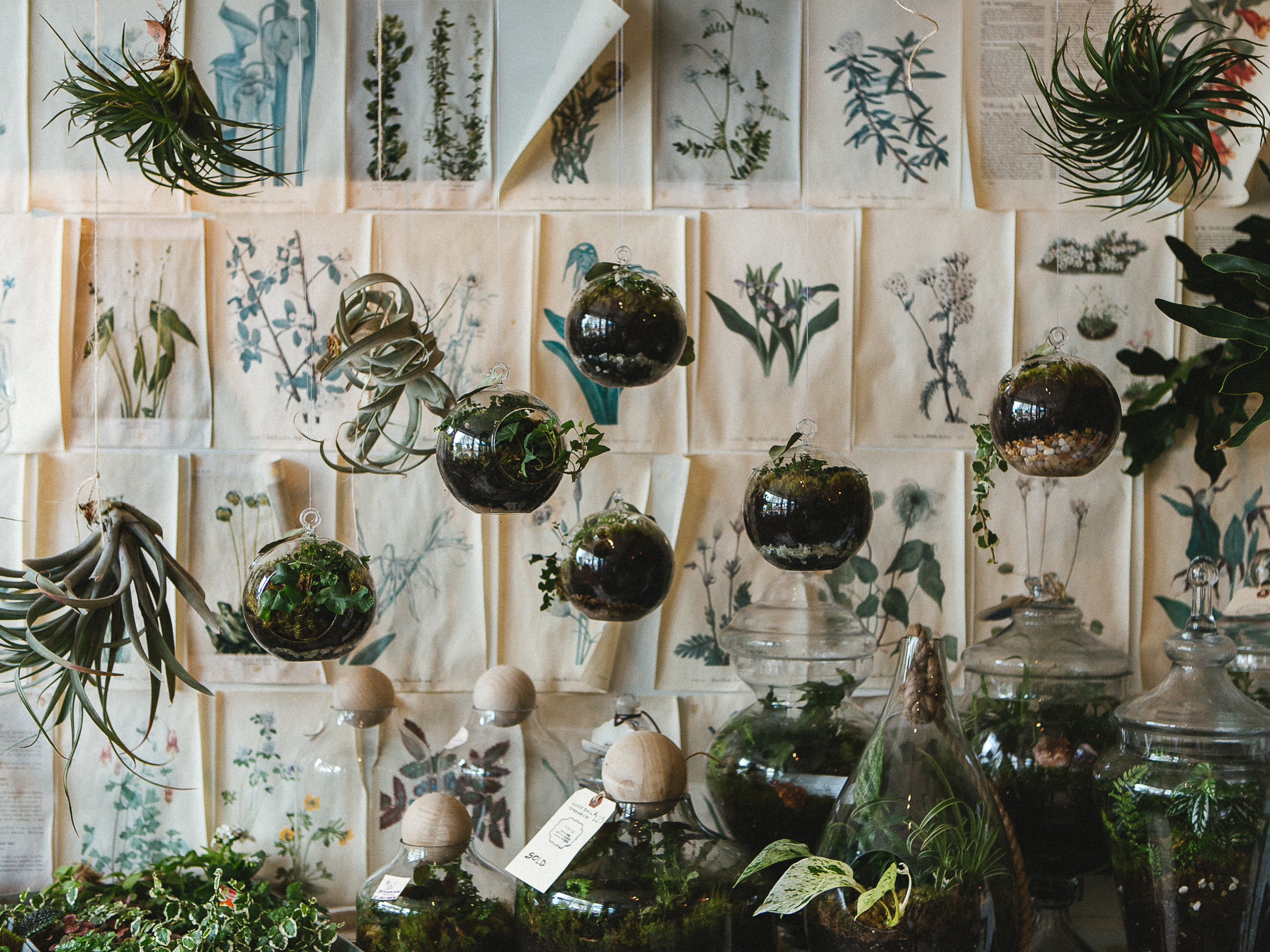 Flora: Asheville // www.kristalajara.com