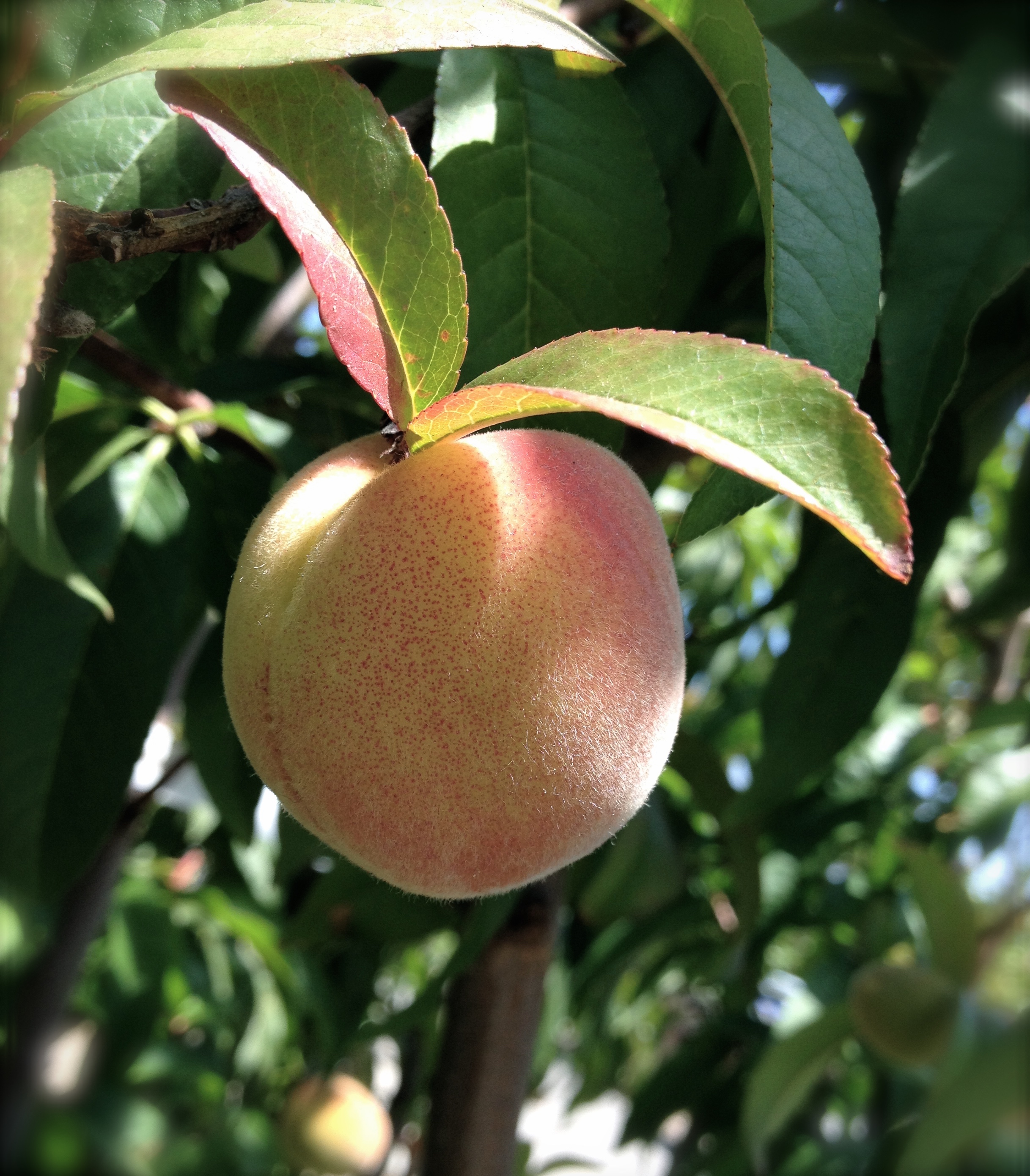 Fresh Peaches