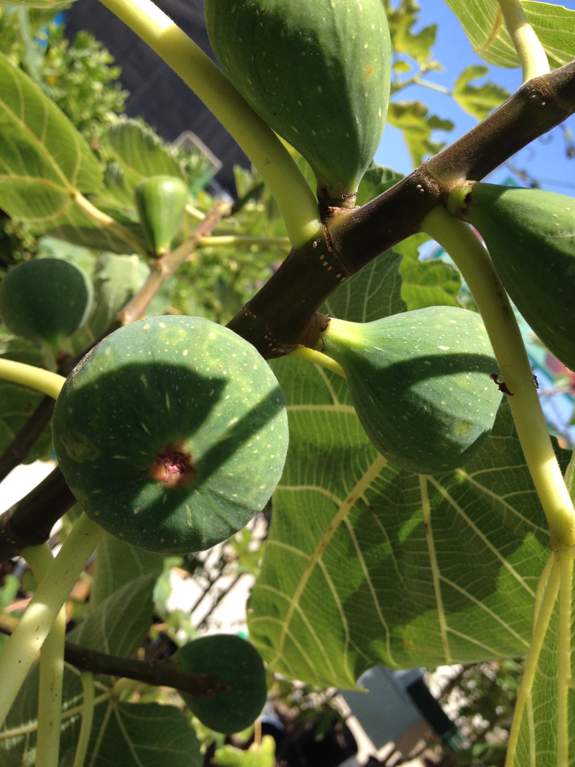 Figs