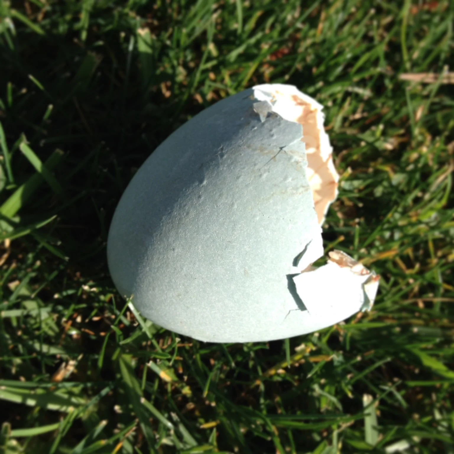 Observing Life Cycles