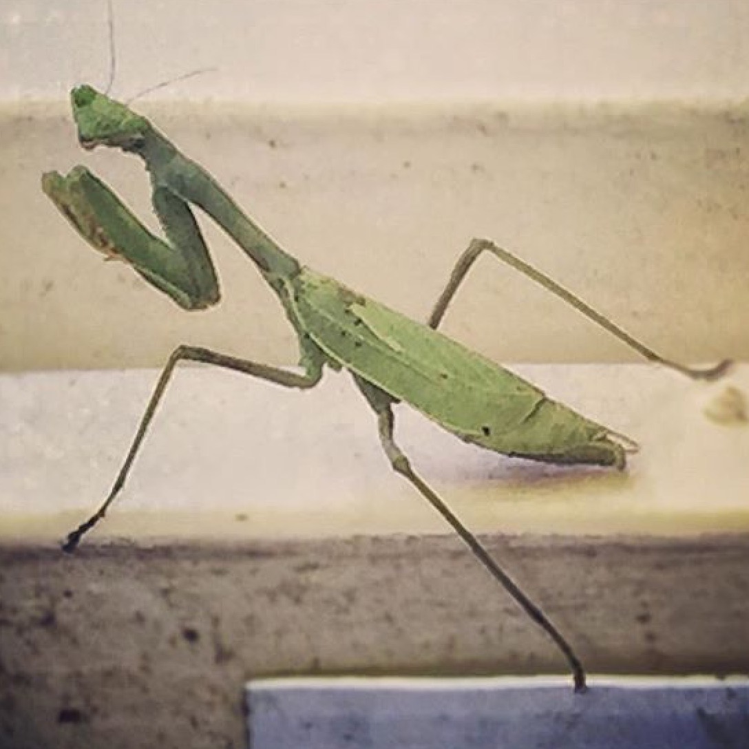 Beneficial Insects