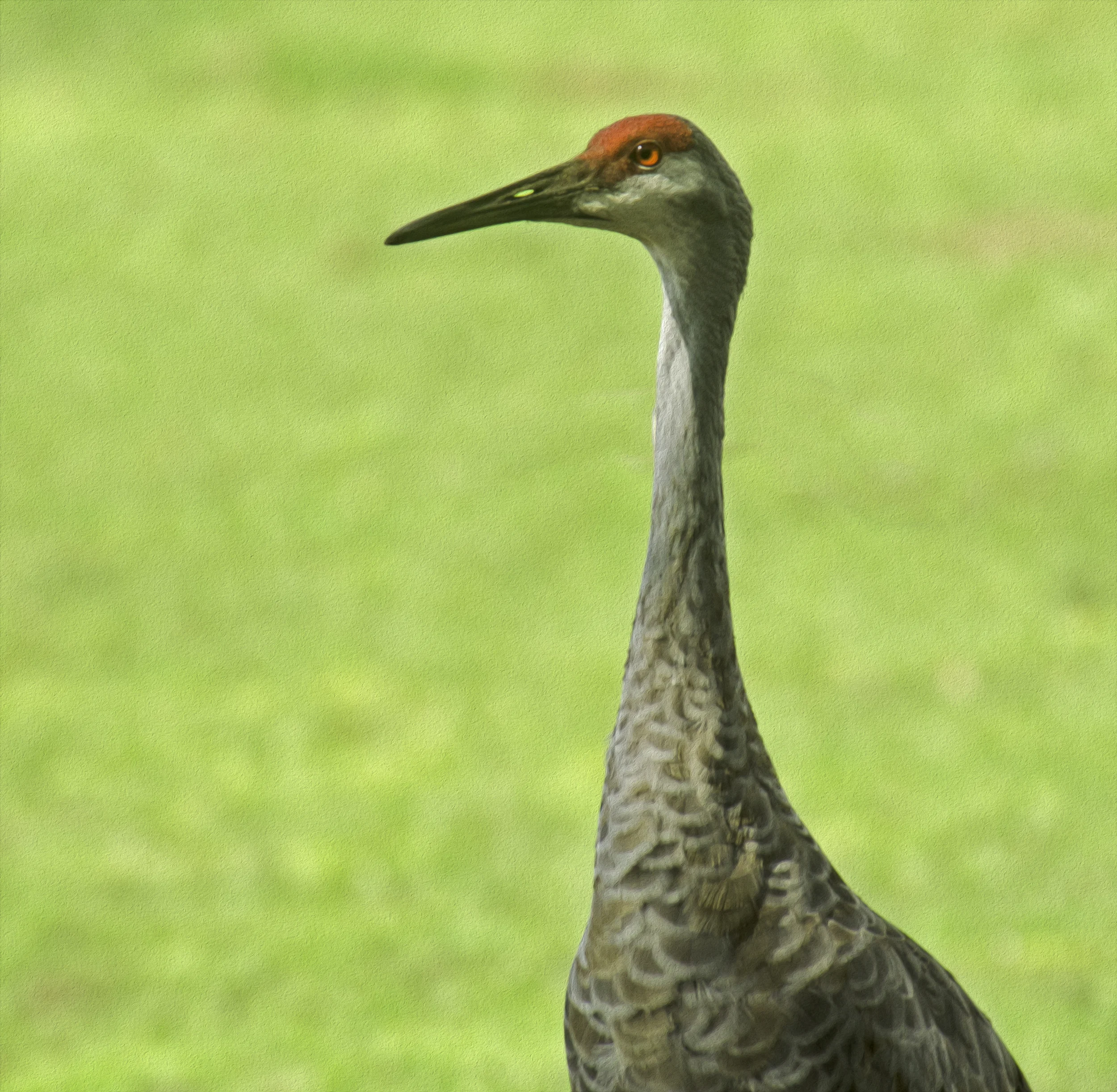 "Sandhill Crane"