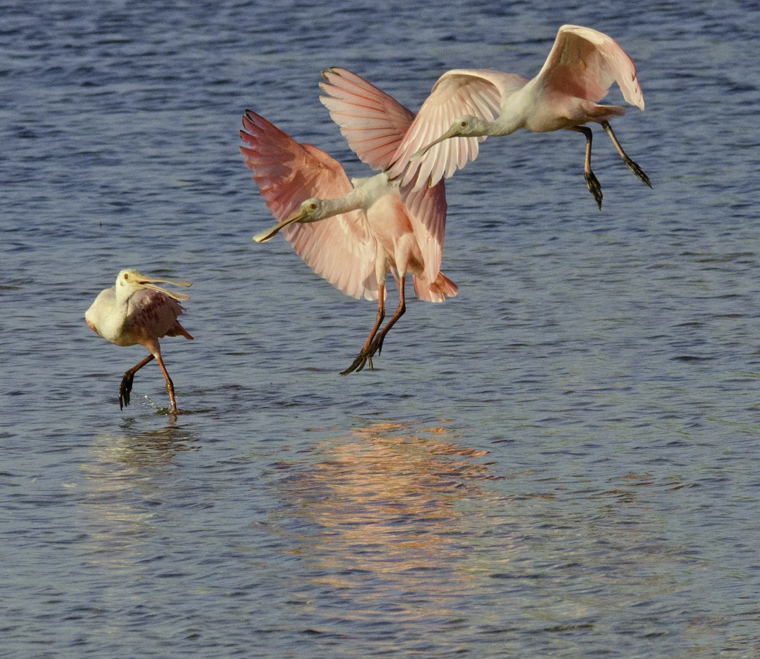 "Smooth Landing"