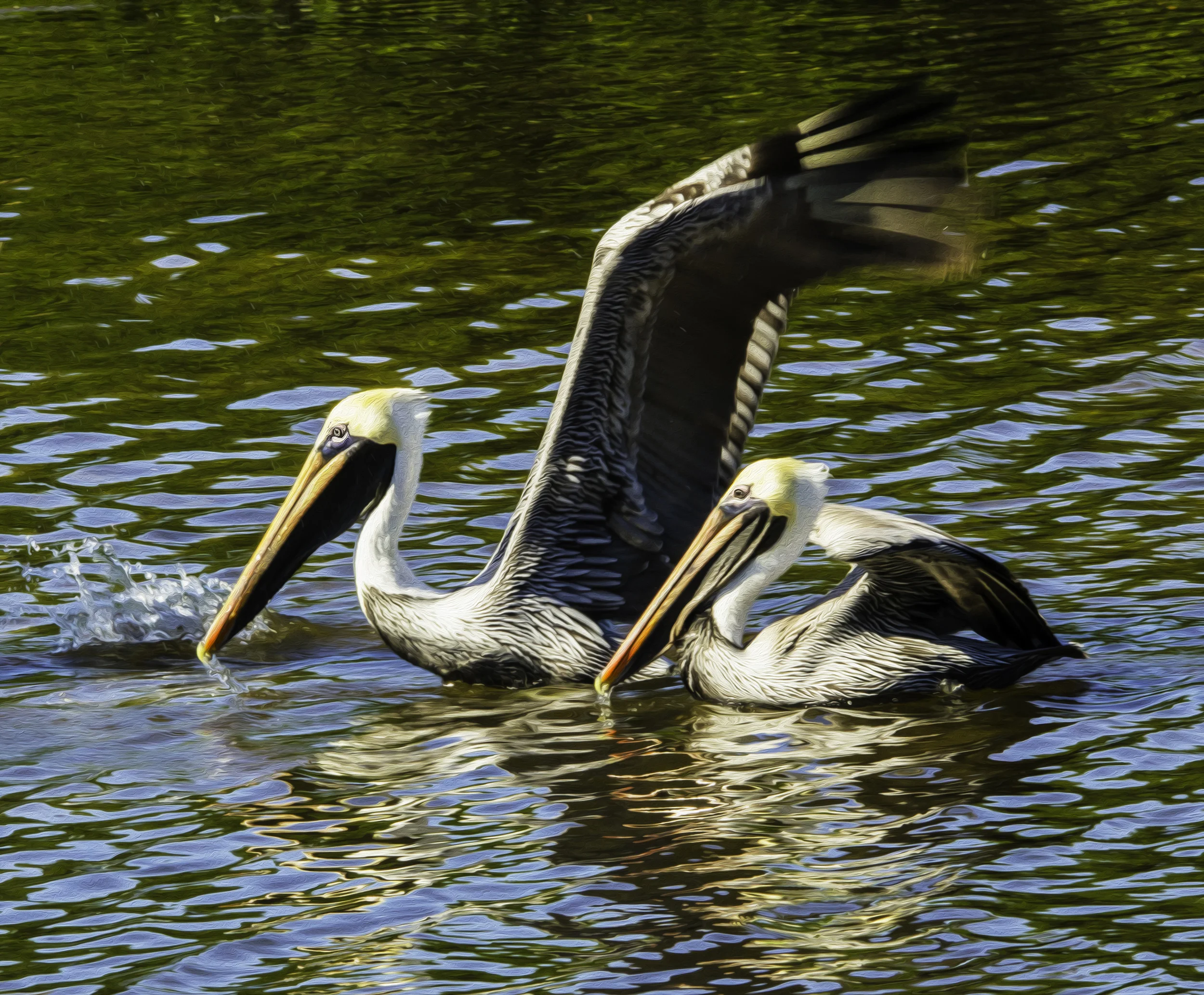 "Brown Pelican
