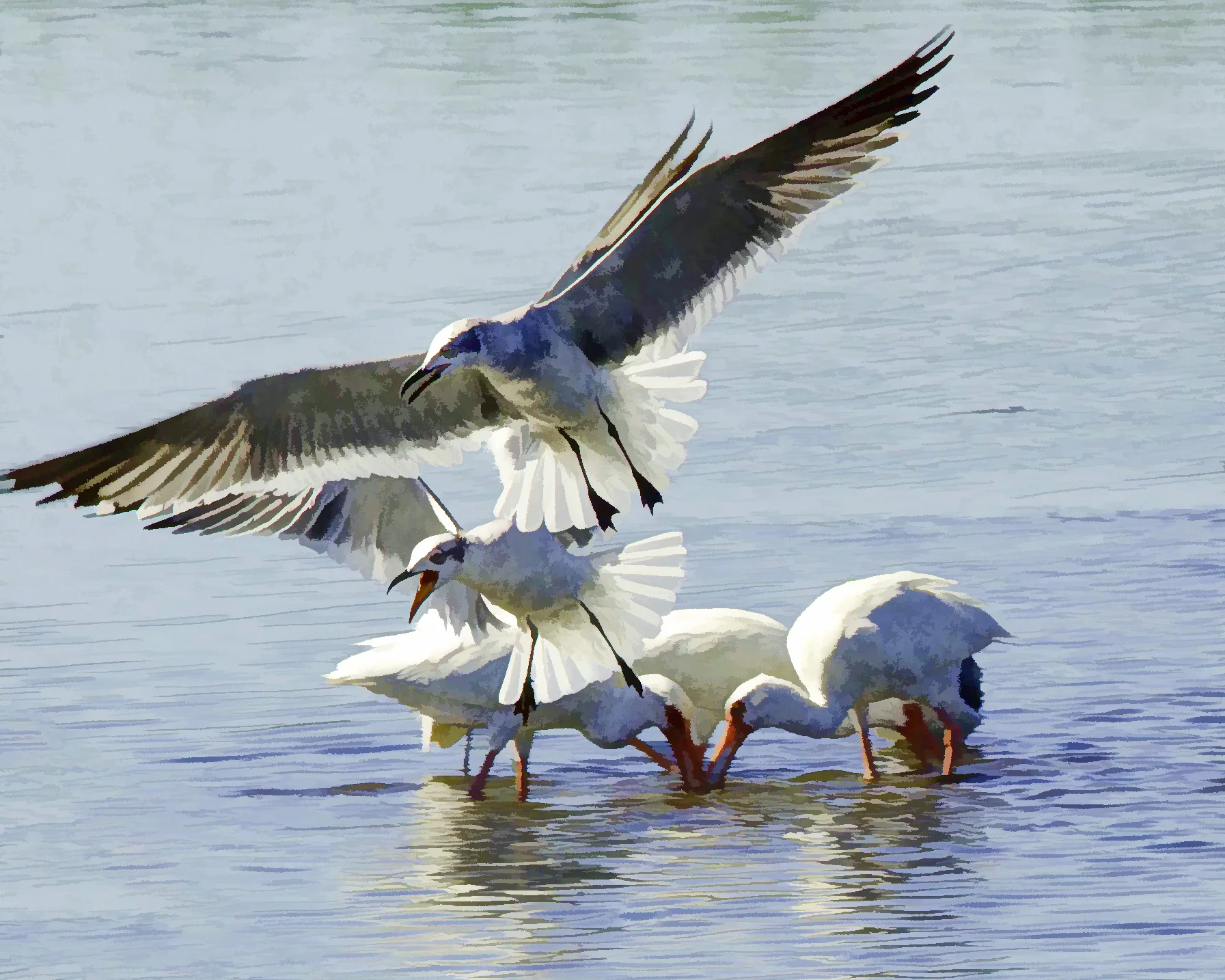 "Gulls and Ibis"