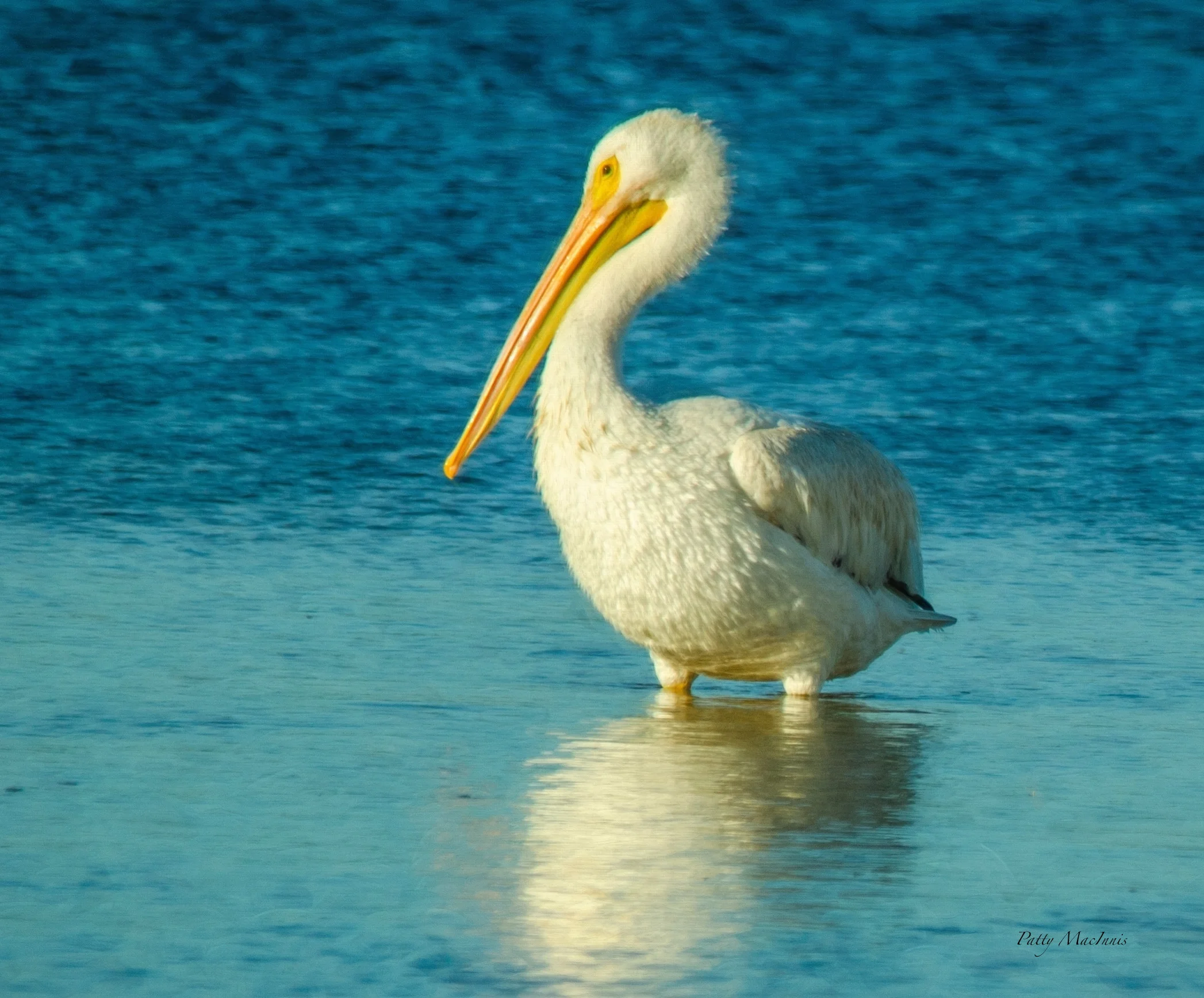 American White Pelican