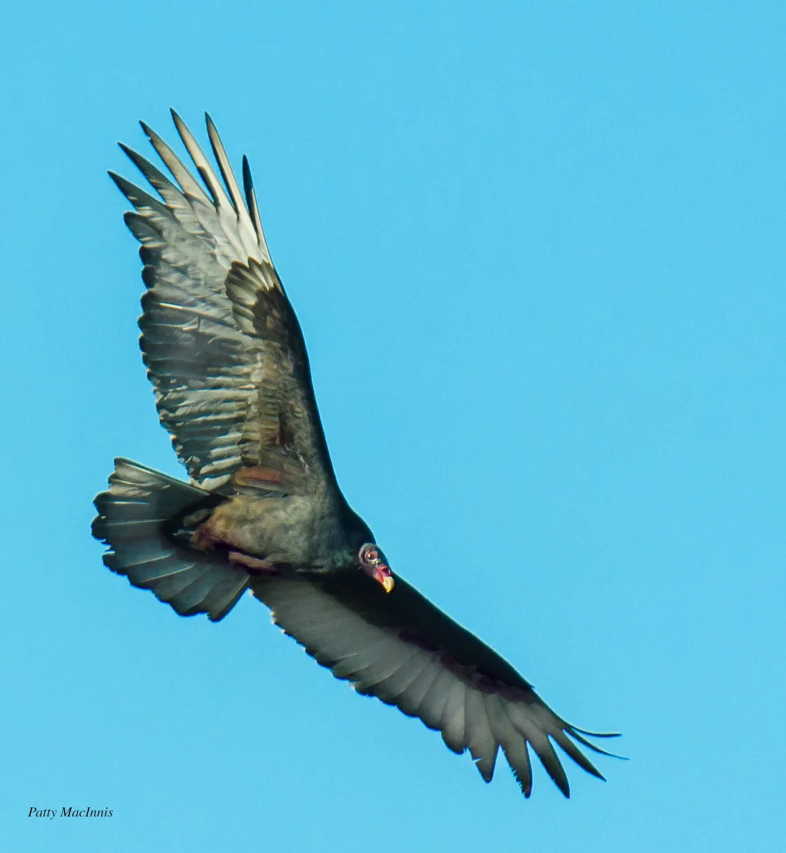 Best Vulture.jpg