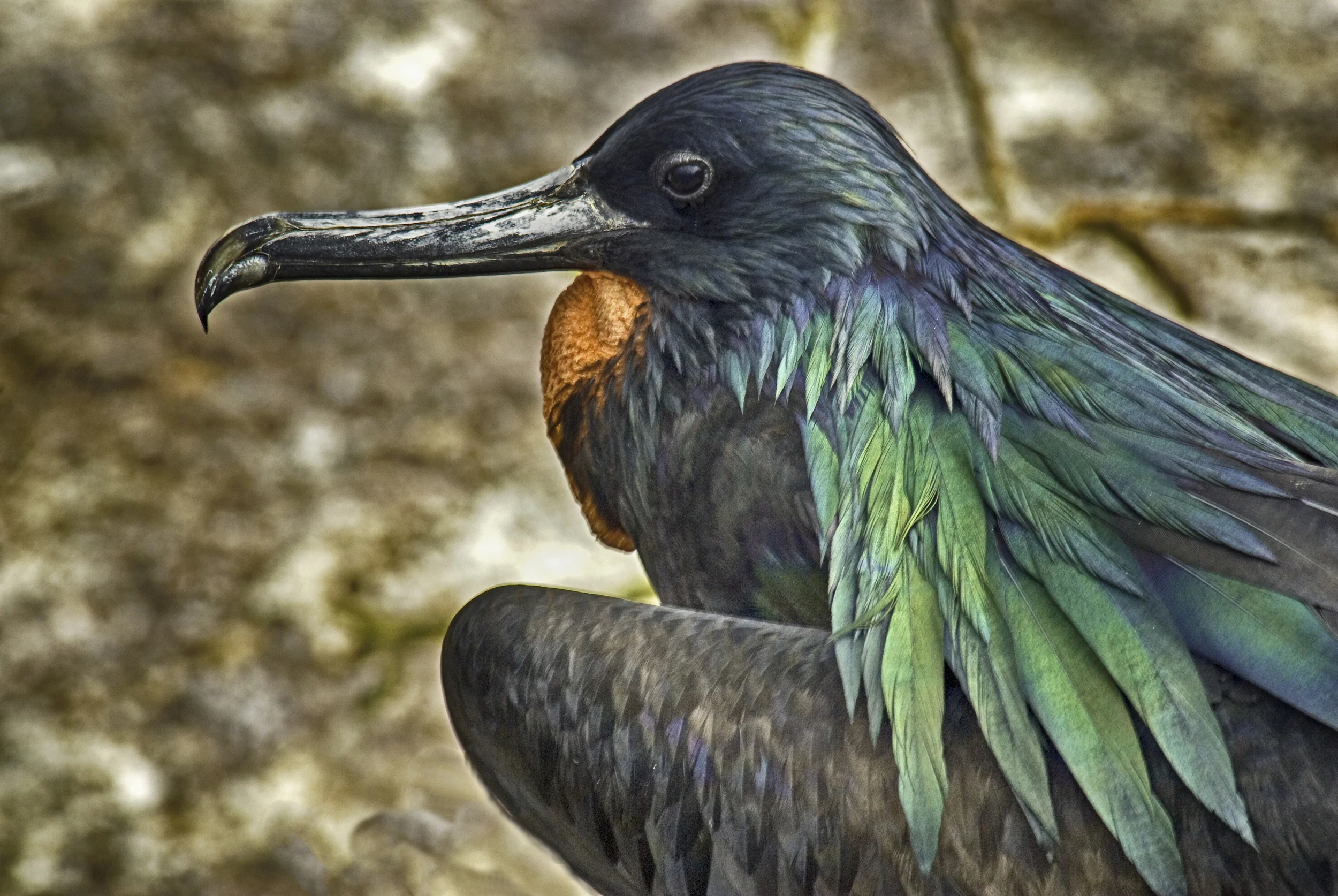 Friget Bird 1.jpg