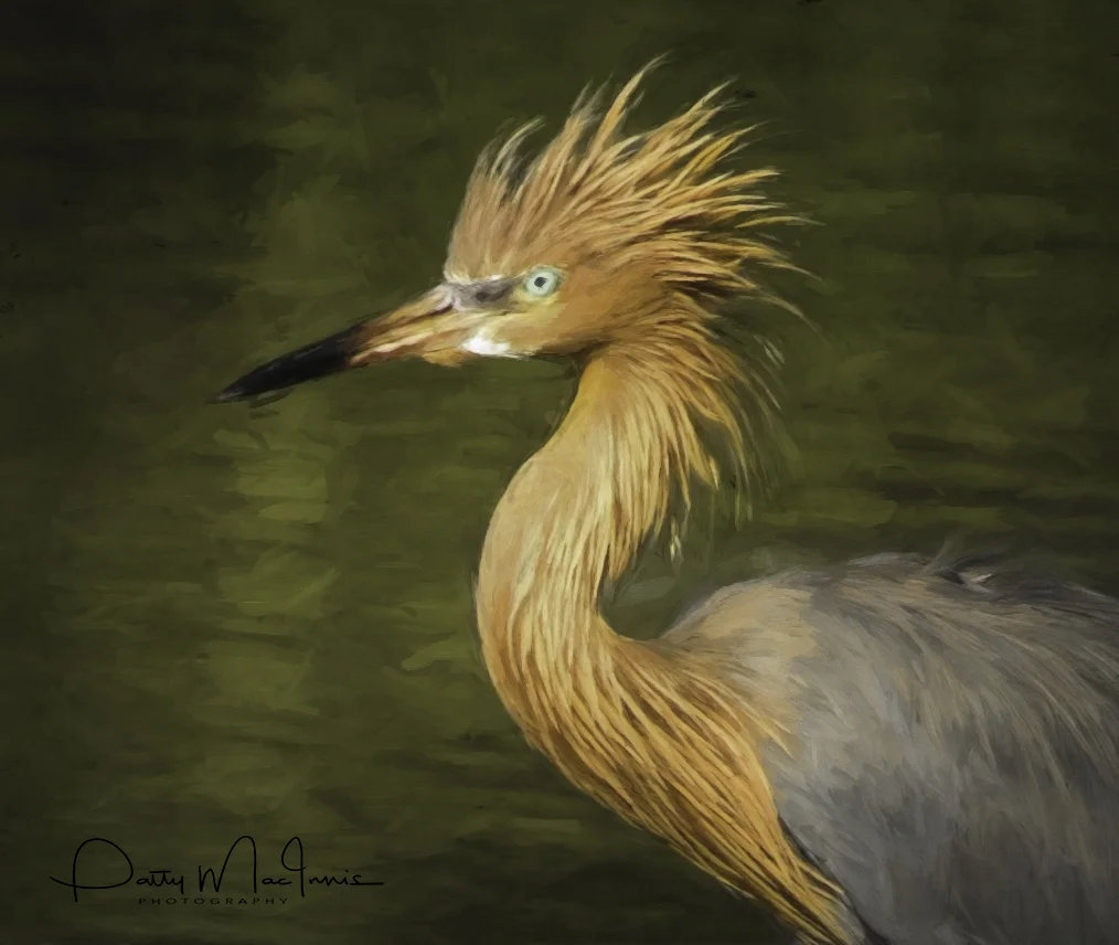 Reddish Herron Portrait.jpg