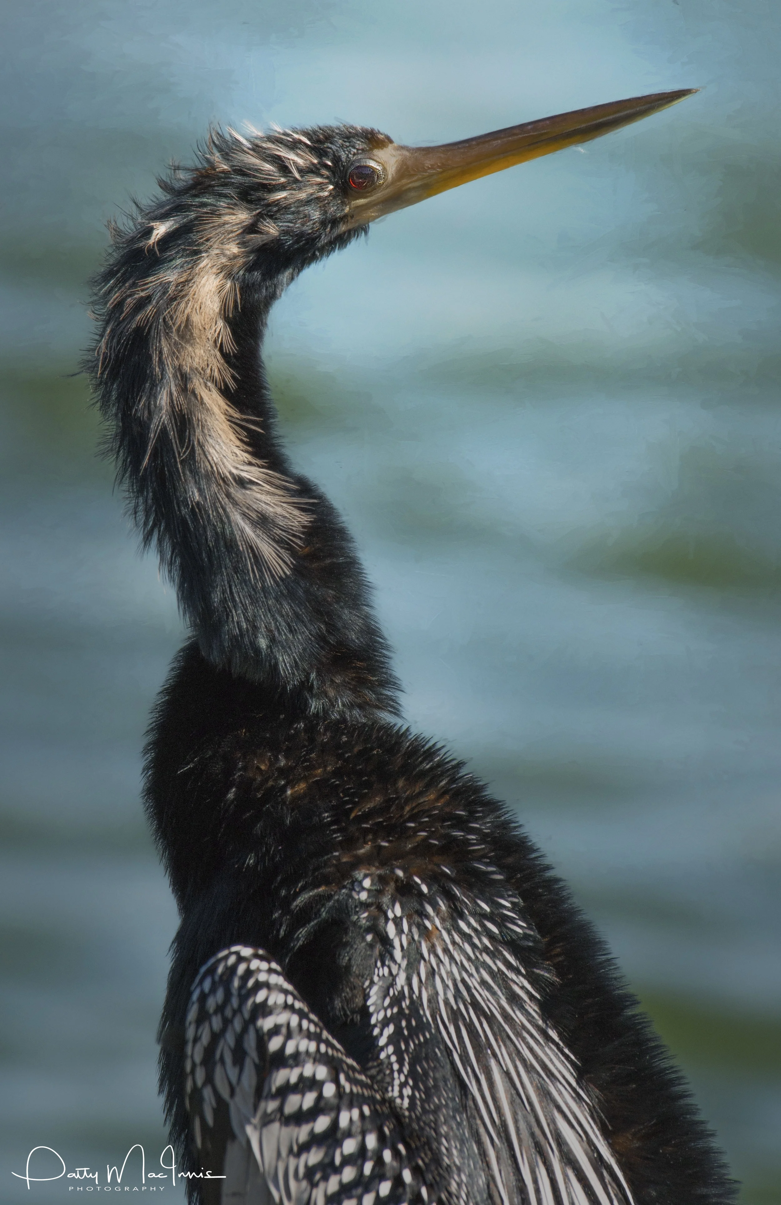Anhinga 2 Topaz.jpg