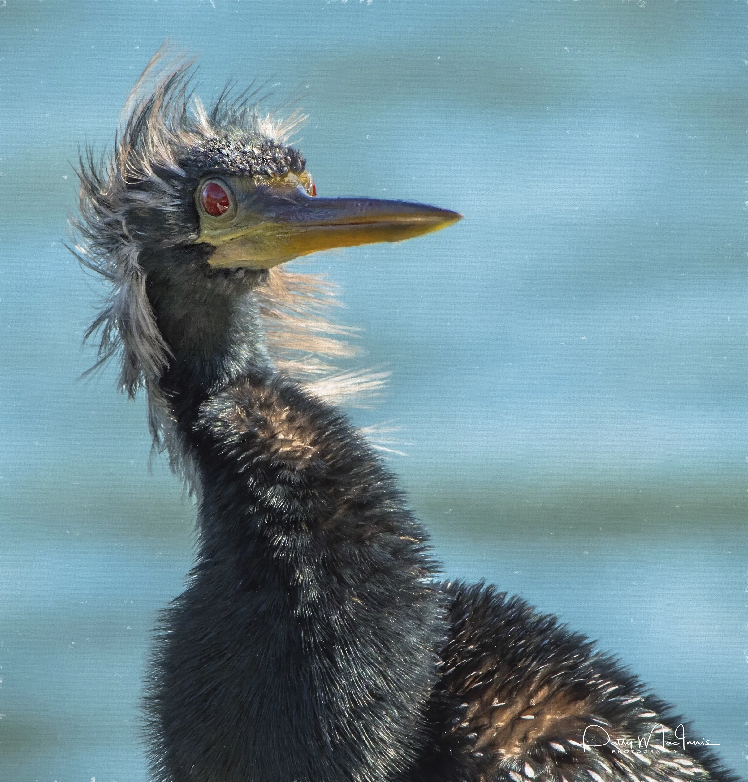 Anhinga 5.jpg