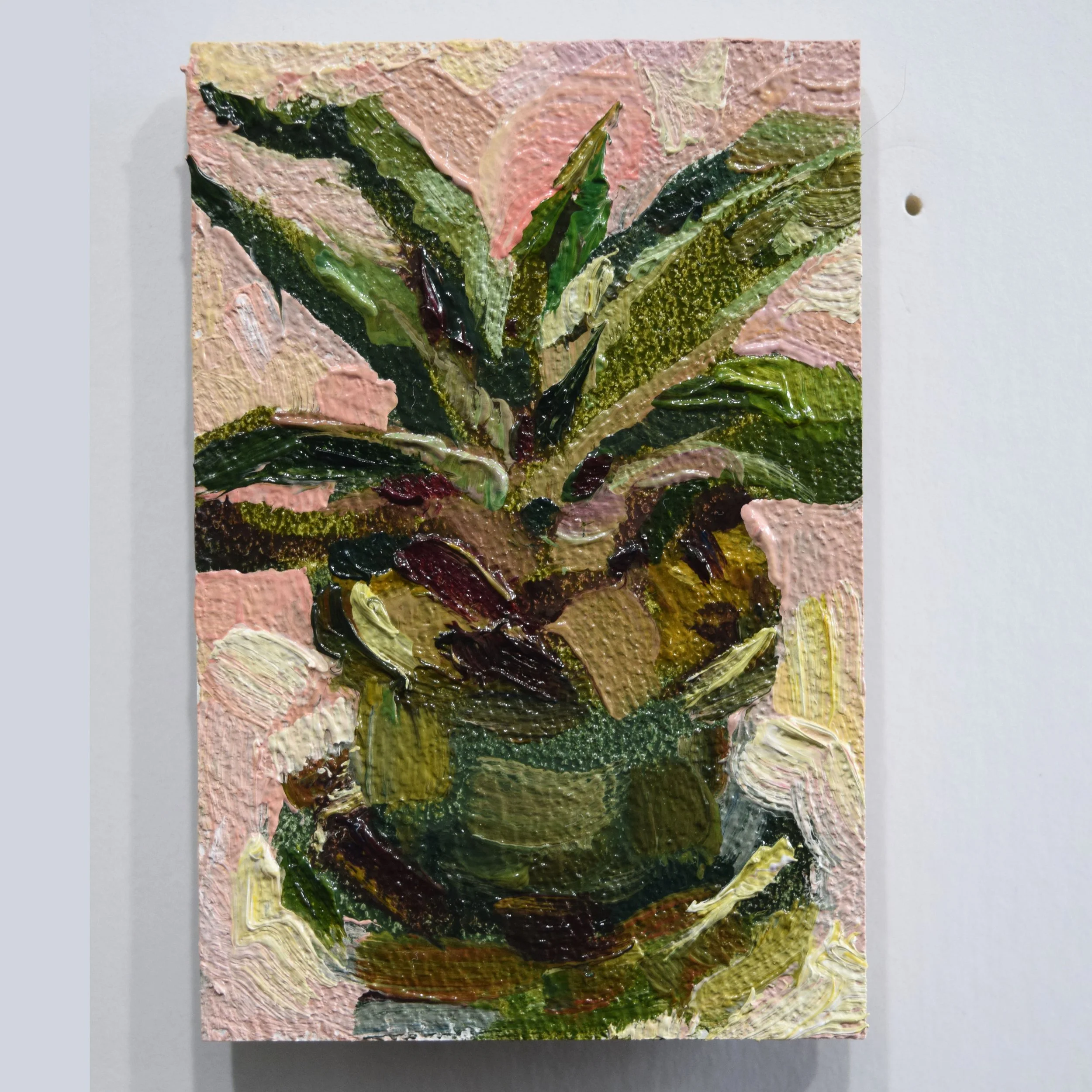 63. Baby Aloe_2x3.JPG