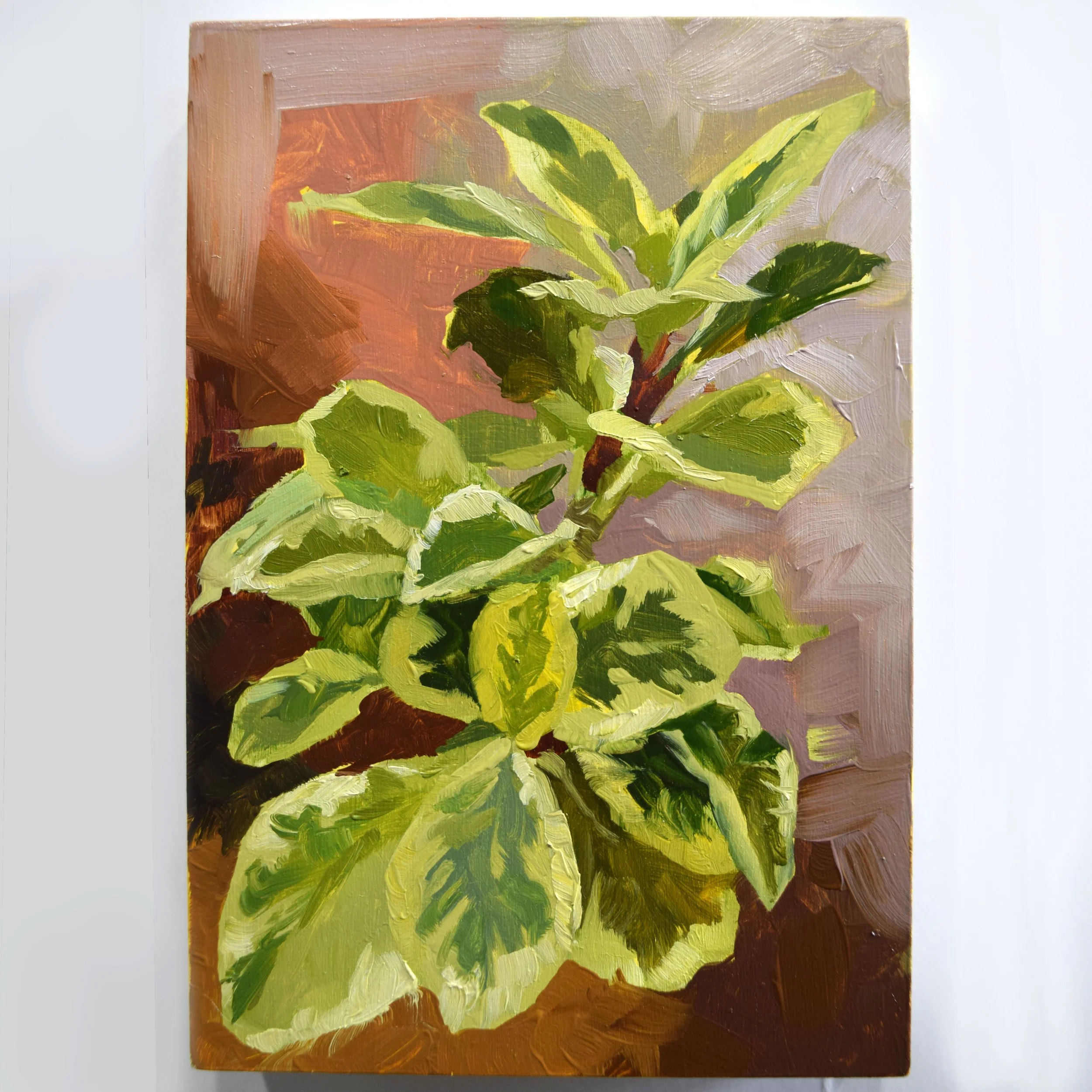 55. Rubber Plant_4x6.JPG