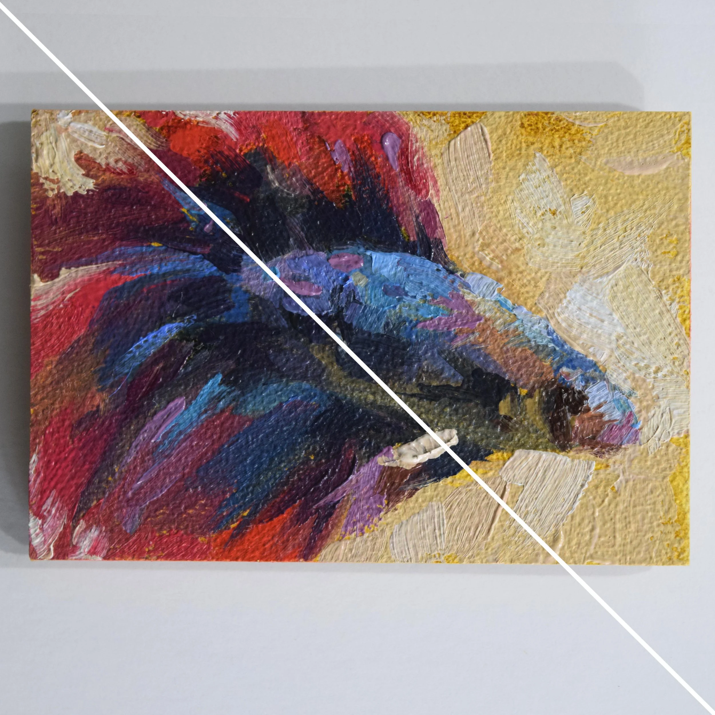 Betta (2x3in)