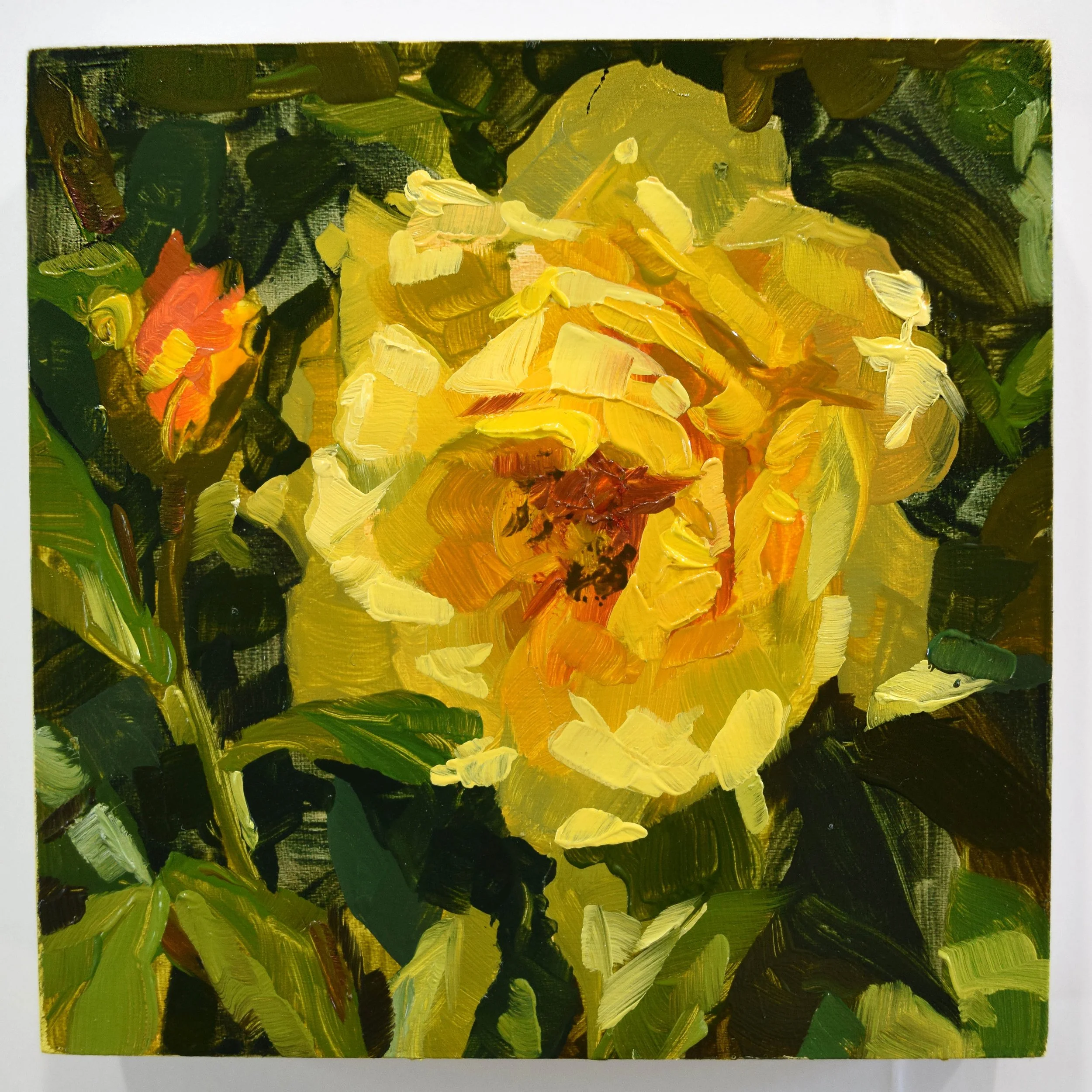Yellow Rose (4x4in)