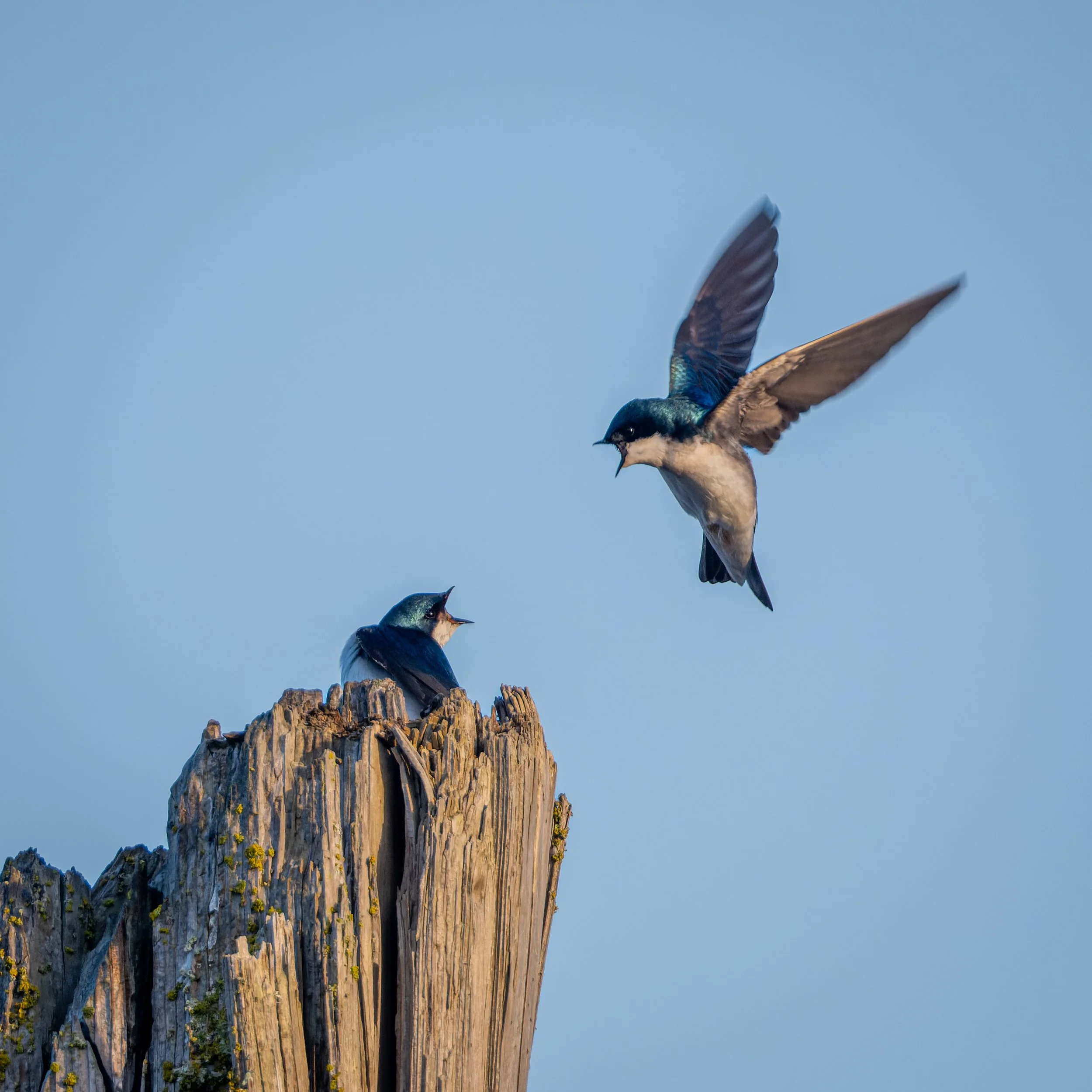 _DSF4021-RAF_DxO_DeepPRIME.jpg