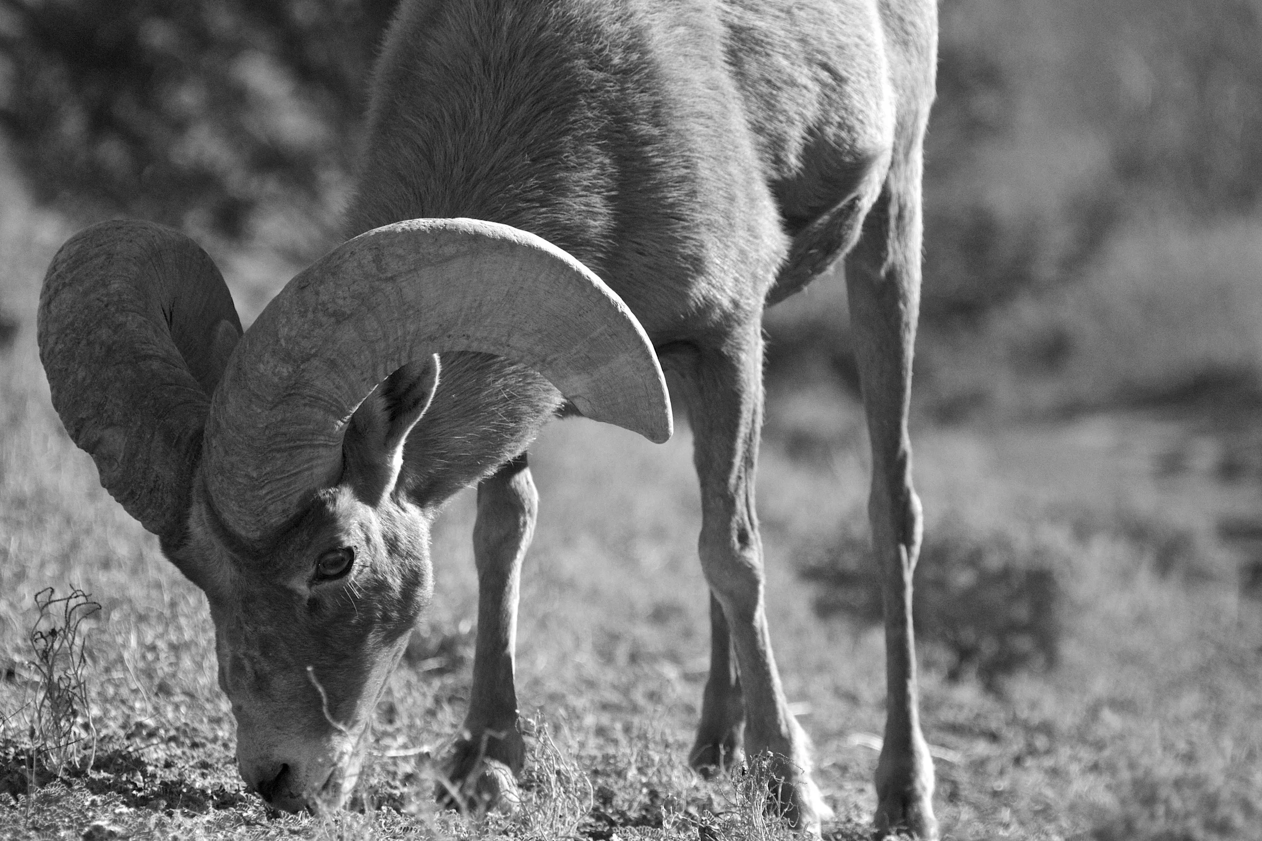 Bighorn sheep
