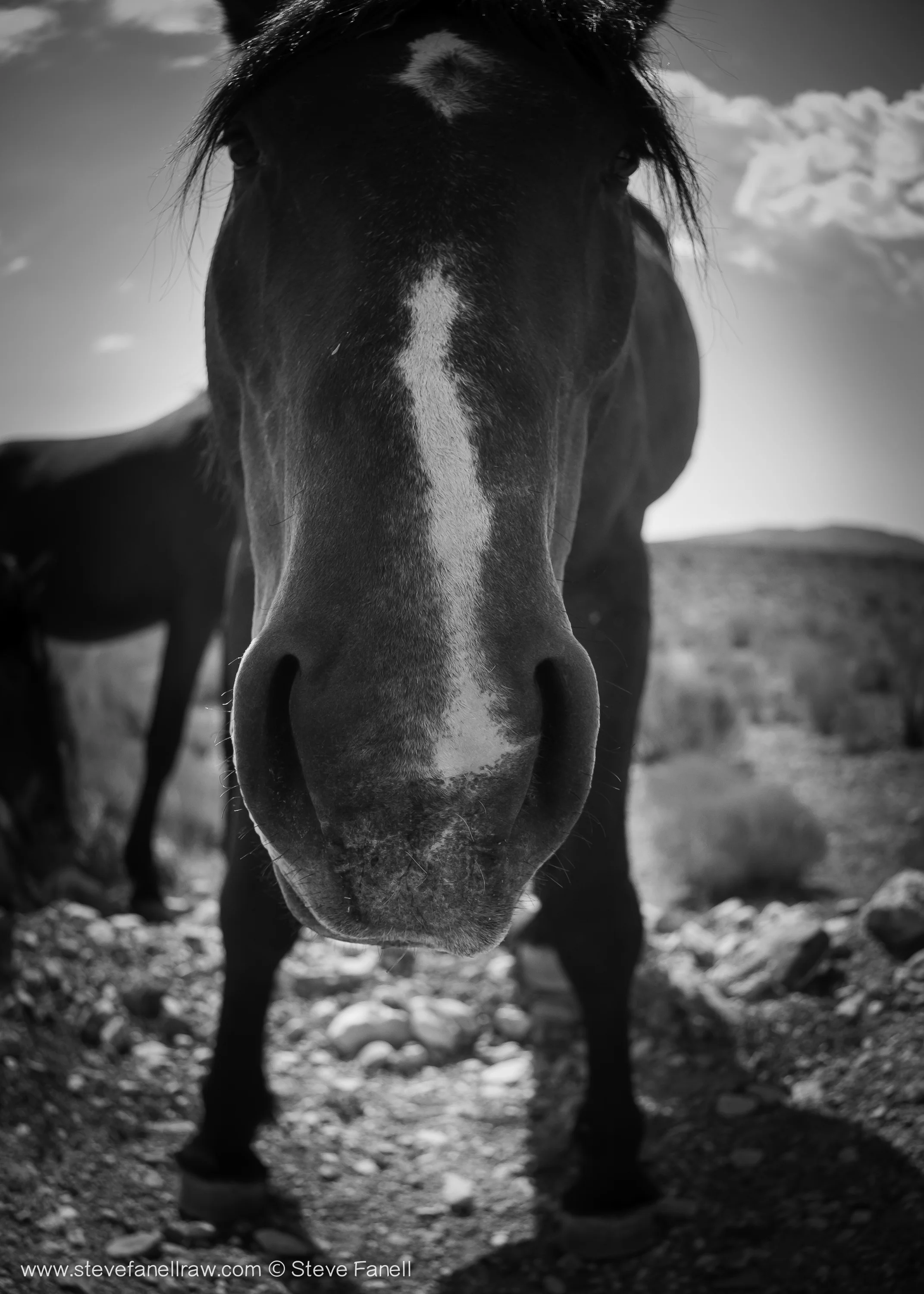 Wild Horses