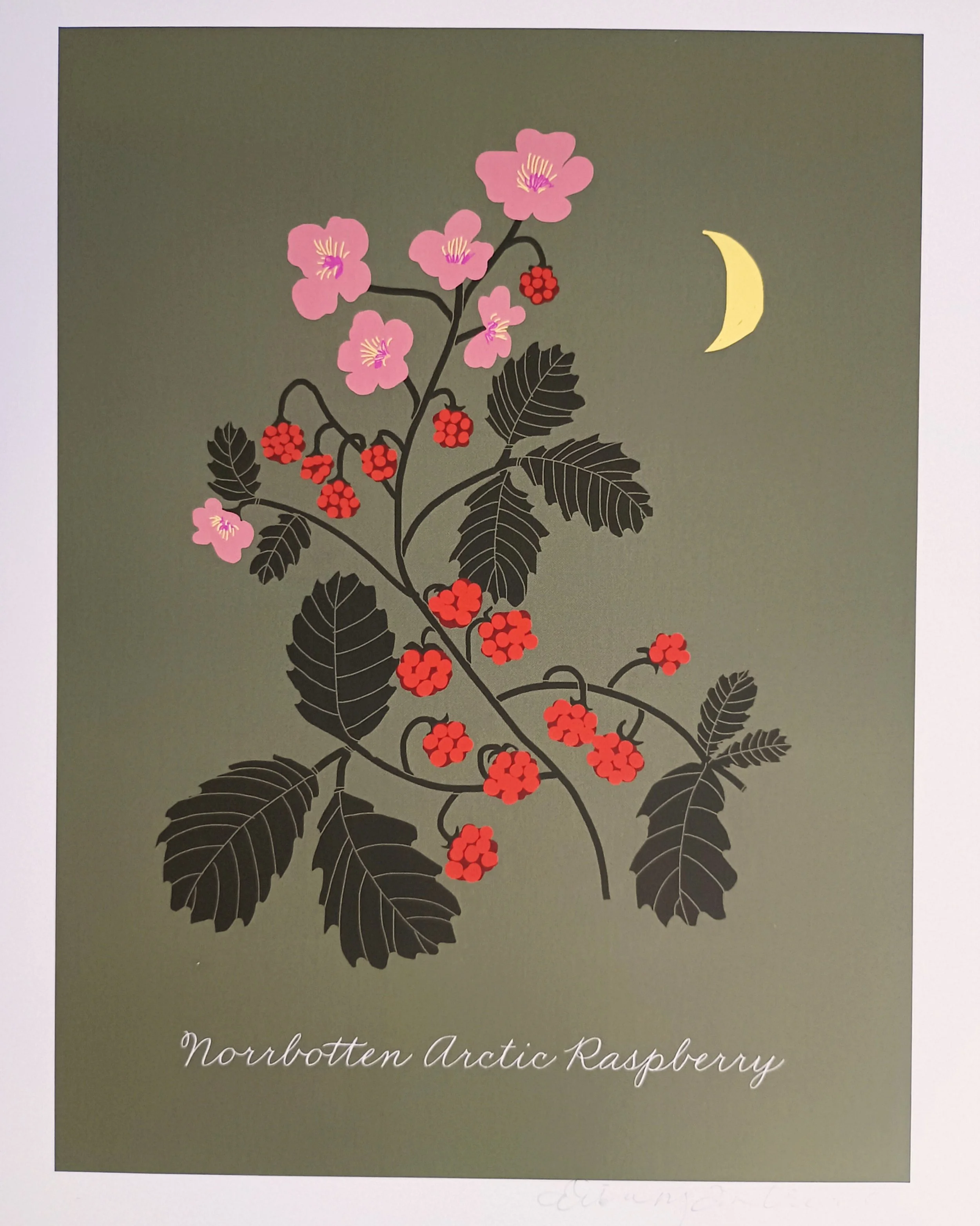 Norbotten Arctic Raspberry Art Print- Lisa Rydin Erickson