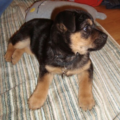 Baby Winnie Dee - maybe 10 weeks old
