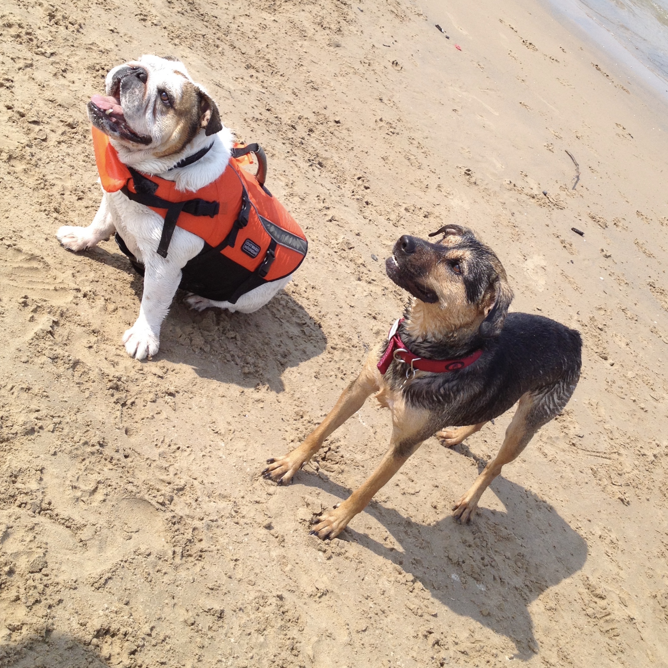 Wally and Winnie at Chicagoās Montrose Dog Beach