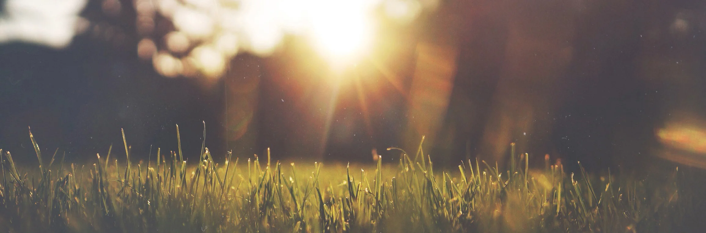 m6rT4MYFQ7CT8j9m2AEC_JakeGivens - Sunset in the Park_crop1.jpg