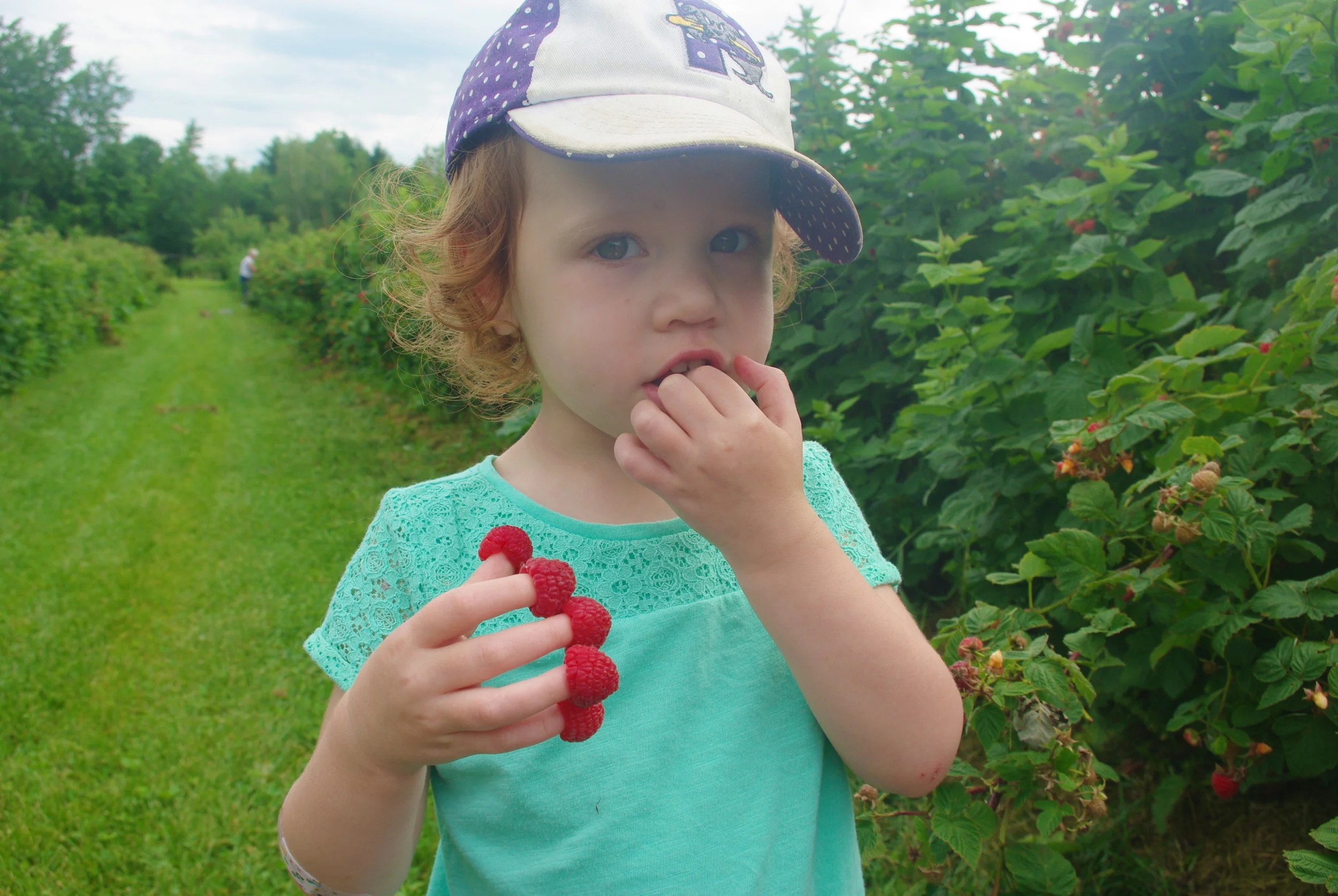 Raspberry Picking