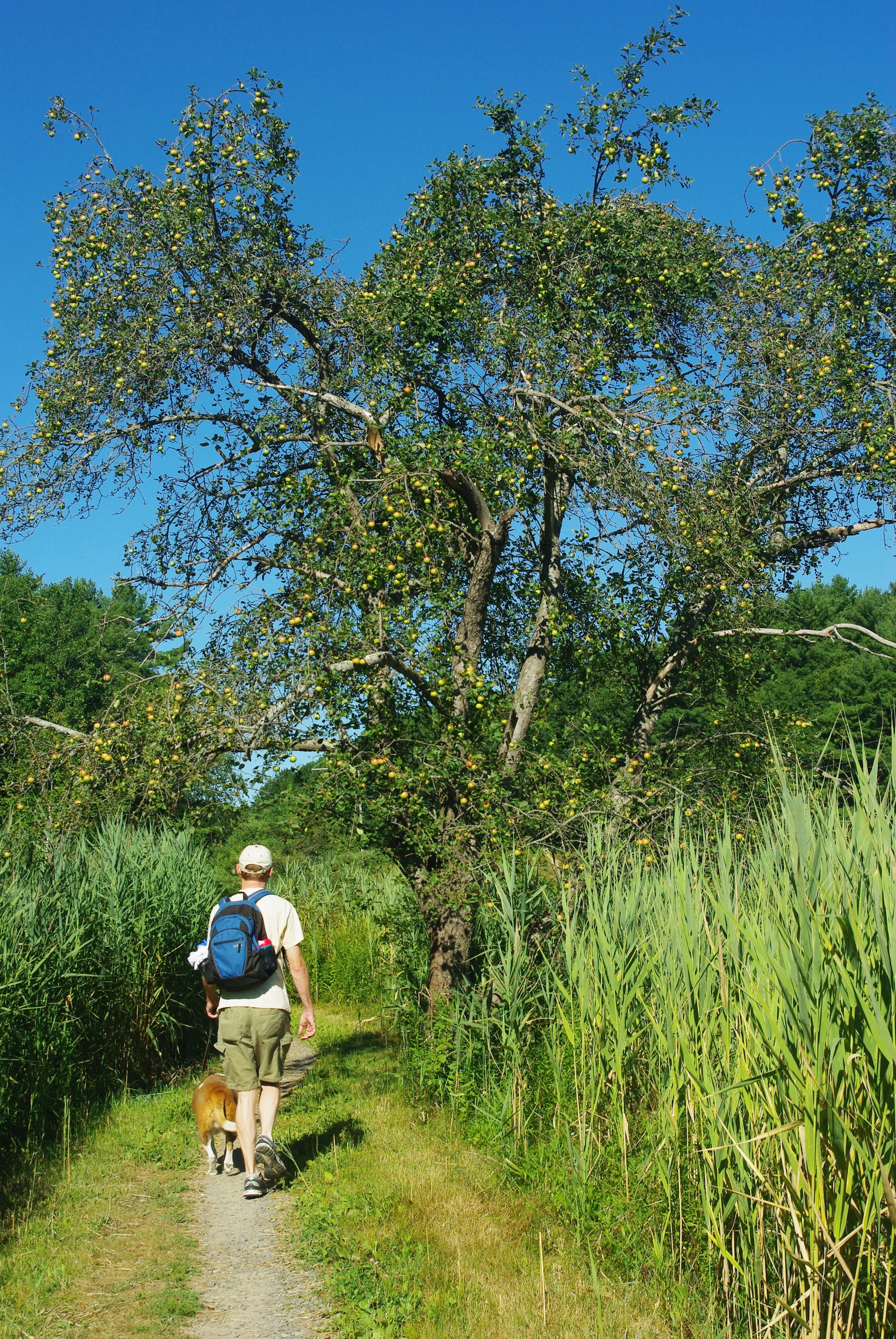A Walk in the Marsh