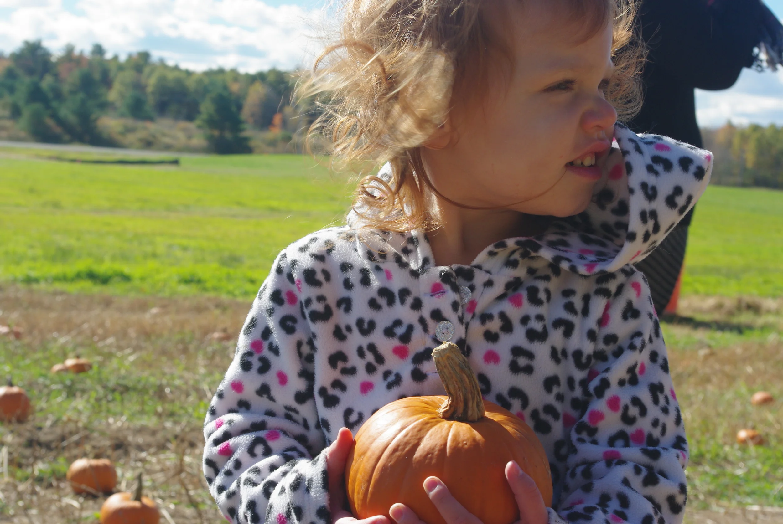 Pumpkins at Smiling Hill Farm