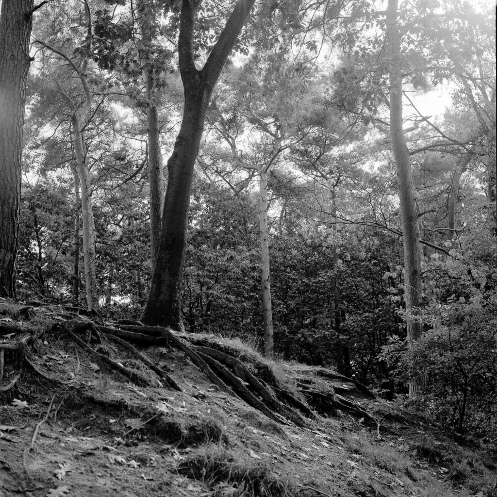 Mierloo 5-Web.jpg